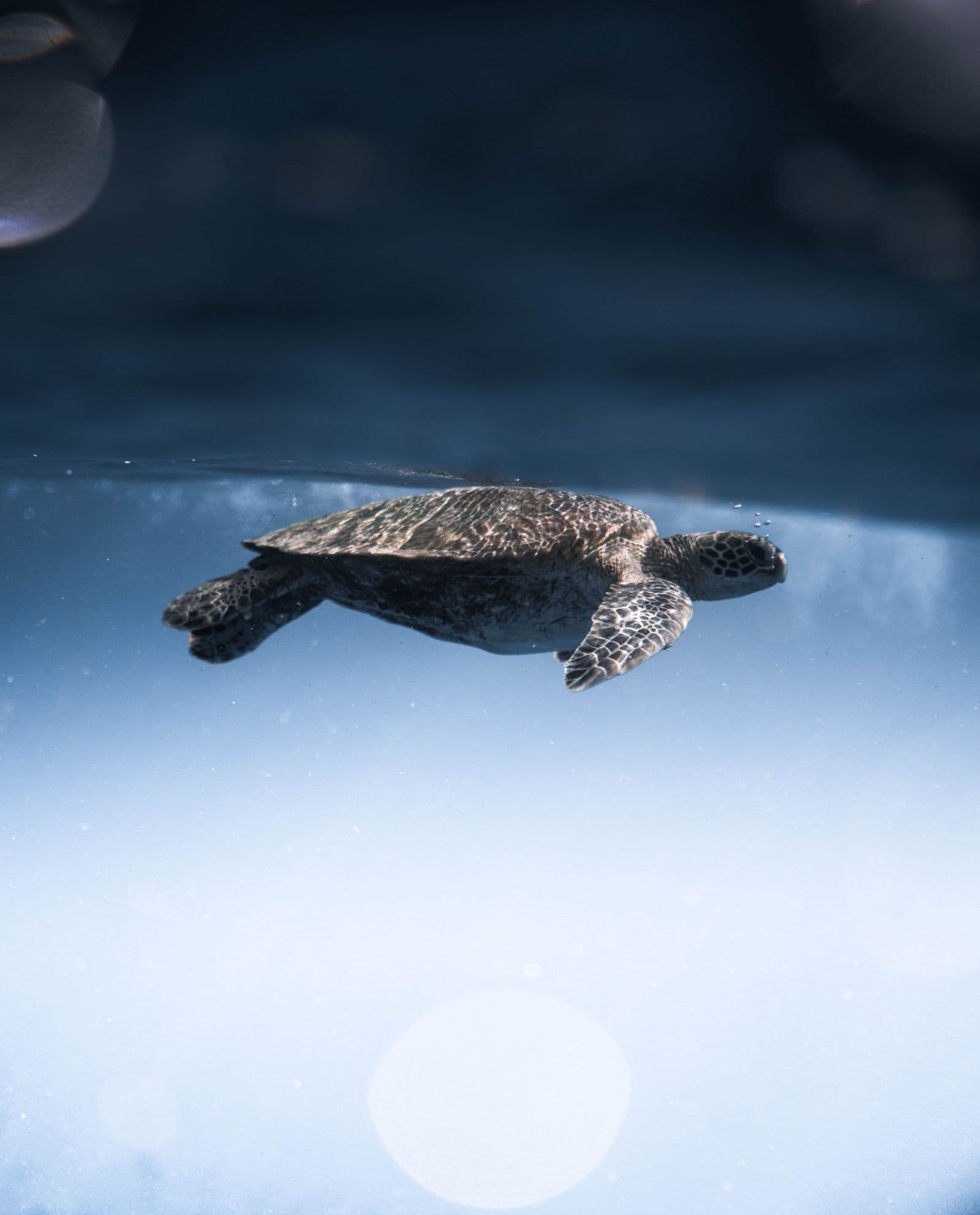 A sea turtle swimming just beneath the ocean surface